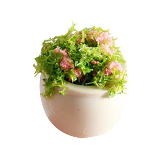 Мини-модель растения Масштаб 1/12 Домики для кукол Растения Реалистичные Микропластиковые горшки для домиков кукол Садовые аксессуары Сказочный сад Декор патио Миниатюрный