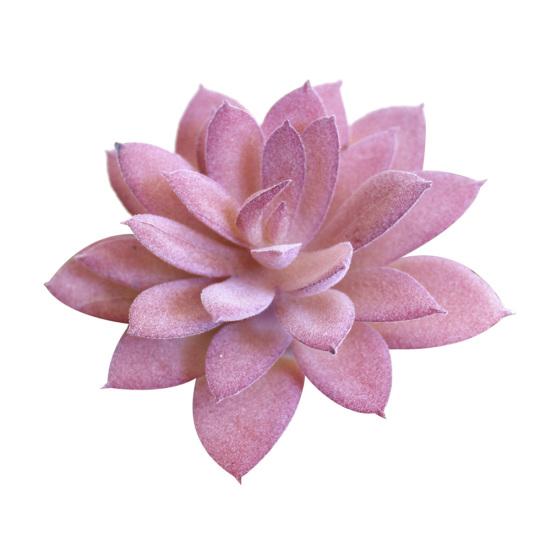 Искусственное суккулентное растение, цветочная композиция, сделай сам, бонсай, декор для дома, отеля, кафе