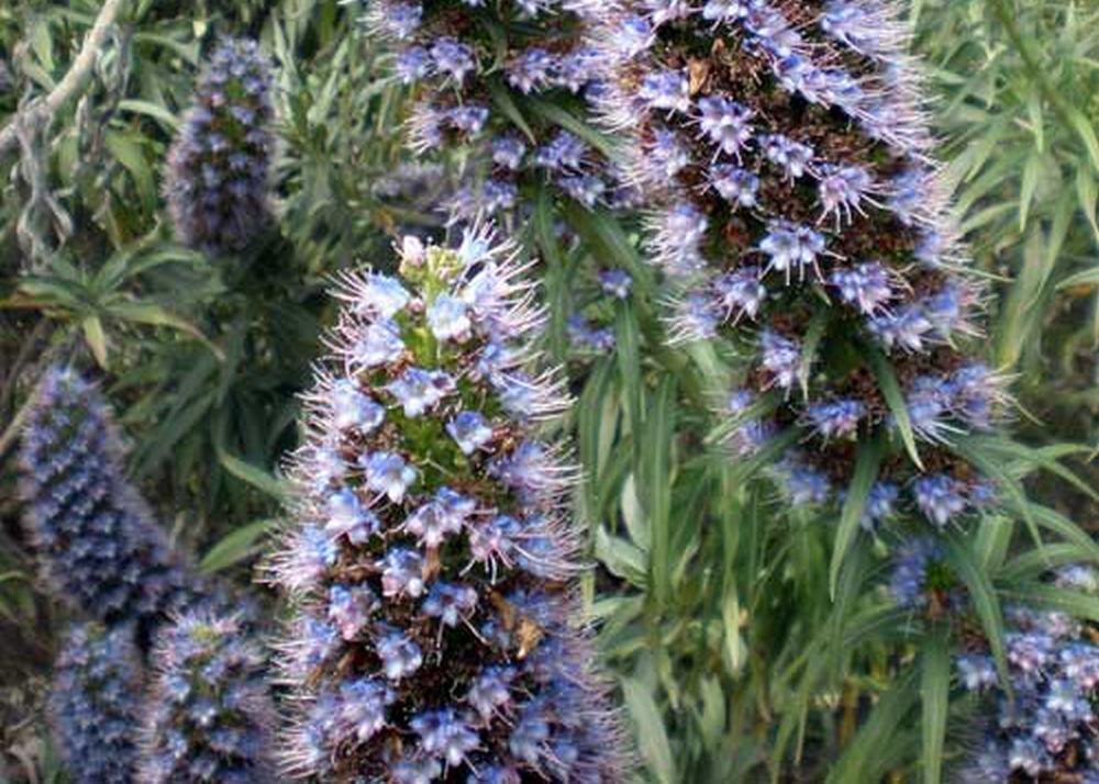 SAFLAX Гордость Мадейры - 100 семян - Echium fastuosa