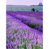 Diamond Painting Lavender Diy Cross Stitch Kit Mosaic Art Diamond Painting Full Circlesquare Diamond Home Decoration