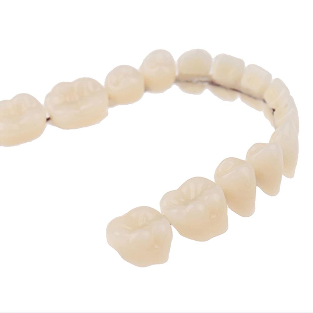 Dental Tooth Models for Patients with Oral Defects, Dental Supplies and Accessories To Repair Bad Teeth and Missing Teeth