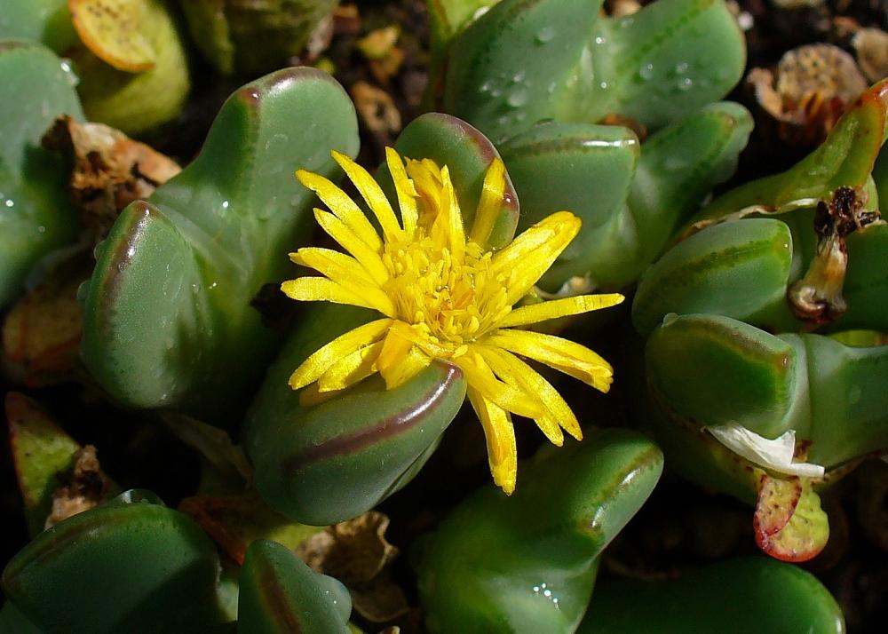 SAFLAX Garden in the Bag - Цветущие камни / Conophytum Mix - 40 семян - С субстратом в подходящем стоячем пакете - Conophytum Mix