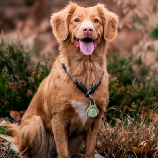 USB перезаряжаемый светильник для ошейника для собак, 4 режима, IPX8, водонепроницаемый, вращающийся на 360 градусов светильник для собак для ночных прогулок, альпинизма, кемпинга, езды на велосипеде, бега