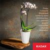 KADAX Горшок Кашпо Для Орхидеи Подставка Пластиковый Цветы 13 см Белый