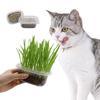 Cat Grass Barley Helps Remove Hairballs. Cat Grass Soil Nutrition Soil Cat Grass Set Cat Zero