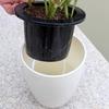 Automatic Water-Absorbing Succulent Flower Pot Hydroponic Basin Fleshy Flowerpot