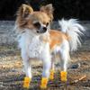 4 Pcs Dog Shoes Breathable Mesh Dog Boots for Summer Hot Pavement Anti-Slip Sole Paw Protector for Small Medium And Large Dogs