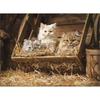 Пазл Korea Cats in the Old Barrel Jigsaw Puzzle 3515, разные цвета, 500 деталей