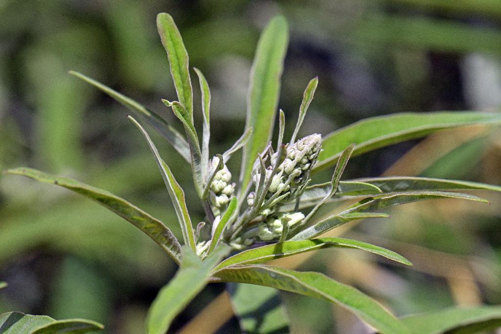 SAFLAX Garden in the Bag - Monk's Pepper - 30 семян - С субстратом в подходящем пакете - Vitex agnus-castus