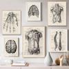 Modern Human Anatomy Artwork Medical Wall Picture Muscle Skeleton Vintage Poster Nordic Canvas Print Education Paintings Decor