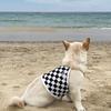 BARKDOG Check Cool Укороченный Топ на Бретелях M-6XL 3 цвета
