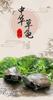 Golden Line Chinese Grass Turtle - Easy-to-Raise Omnivorous Pet for Outdoor Ponds