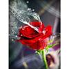 5D Diamond Painting Flower Rose Patterns Diamond Embroidery Full Round Cross Stitch