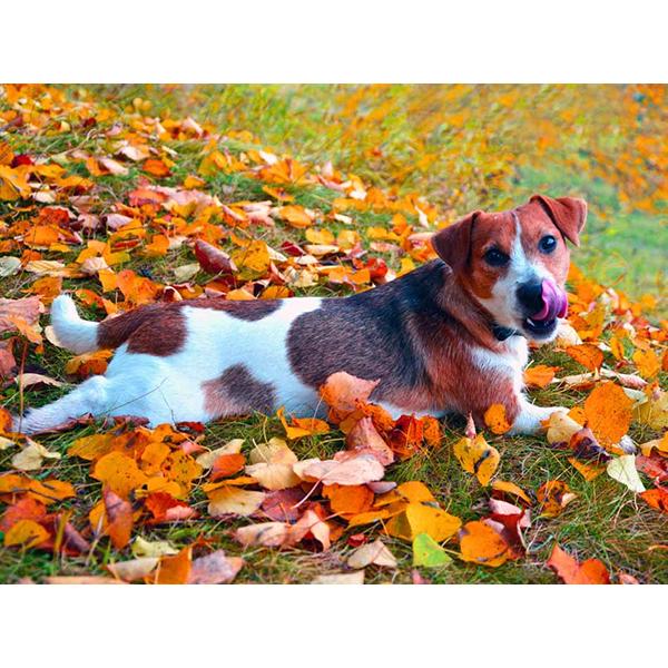 5D DIY Алмазная картина Набор Собака Осенью Искусство Алмазная вышивка Стразы Украшения для дома