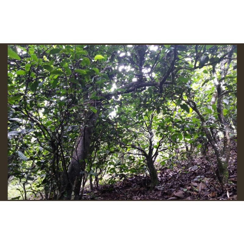 Натуральный сырой чайный кирпич Юньнань Пуэр 500 г сырой чайный кирпич Пуэр Полезный напиток