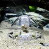 6/8 Cm Aquarium Fish Plant Tank Plastic Clear Snail Trap Catches Plants Planar Pest Catch Box Environment Clean Tool