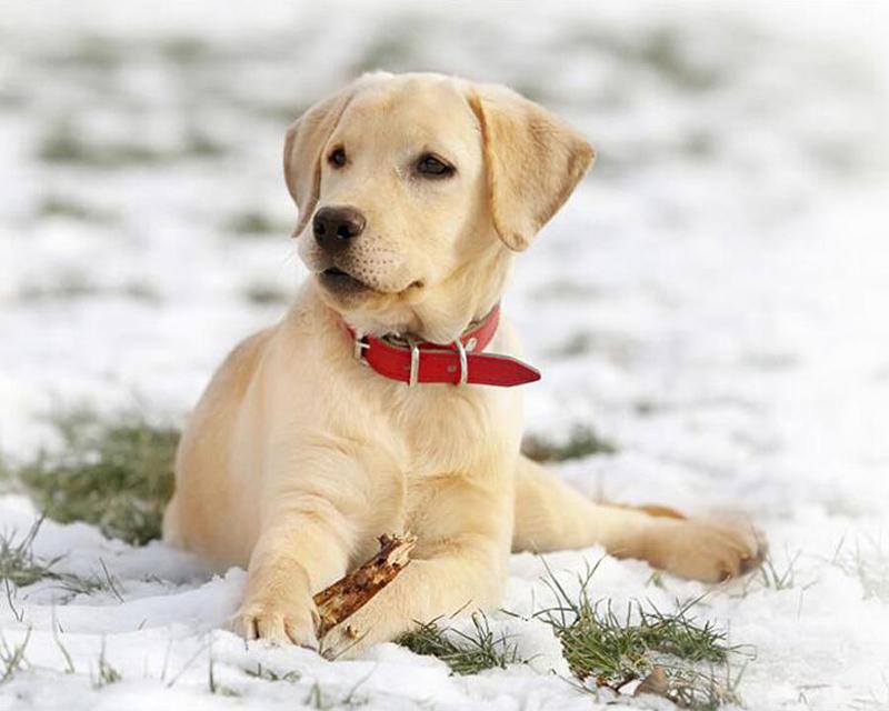 Алмазная картина Проточная вода Деревенский пейзаж Весна 5D Алмазная вышивка Крестиком Собака Животные Фотографии Стразы Мозаика Распродажа Wall Art