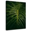Canvas Print, Exotic Leaf