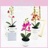 Simulated Phalaenopsis Potted Artificial Artificial Flower For Wedding Decor And Artistic Photography