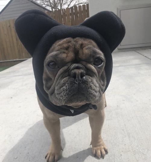 Dog Casual Warm Color Pet Cute Hat