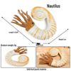 Marine Animal Simulation Models: Jellyfish, Octopus, Sea Shrimp, Sea Anemone, Squid, Horseshoe Crab, Crayfish, Arrowhead
