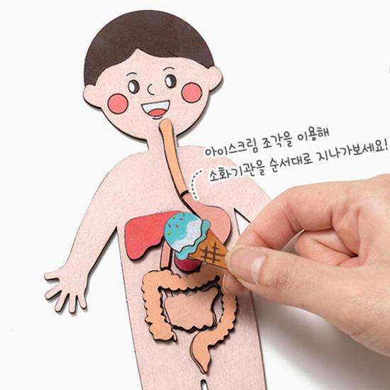 Artbox/Claypia 186 Minhwa Shop Интересная карта человеческого тела