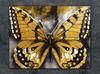 SZKLANA DESKA DO KROEJNIA 30x22 MOTYL
