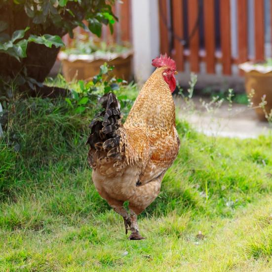 2 шт. садовые колышки акриловая скульптура петуха ручной росписи садовые фигурки курица садовые колышки декоративная скульптура курицы для уличного газона