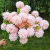 10 шт. 66 см искусственные хризантемы шарообразные цветы большие стебли хризантем искусственные цветы гортензии свадебный дом сад вечеринка свадебное украшение наружный декор