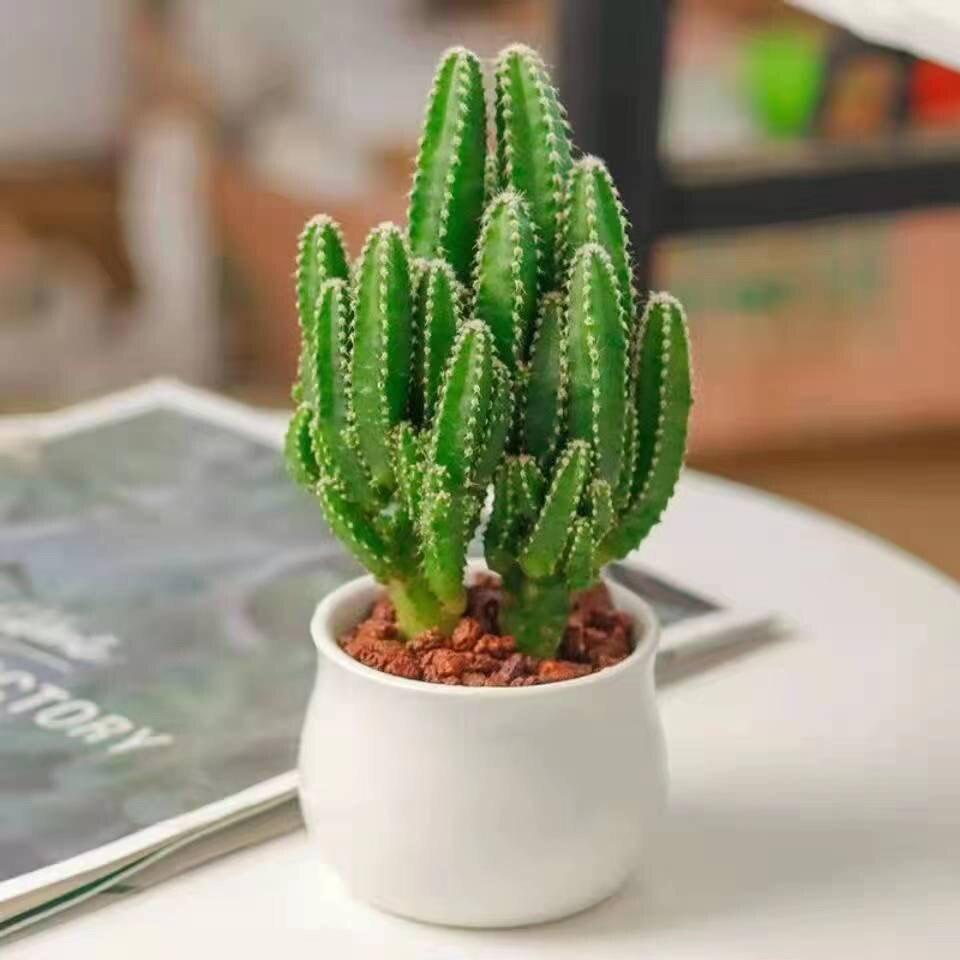 Layered Mountain Succulent: Green Cactus Money Tree for Indoor Spaces