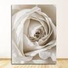 And Prints Plant Wall Pictures For Living Room Decor White Rose Flower Feather Dandelion Wall Art Canvas Painting Nordic Posters