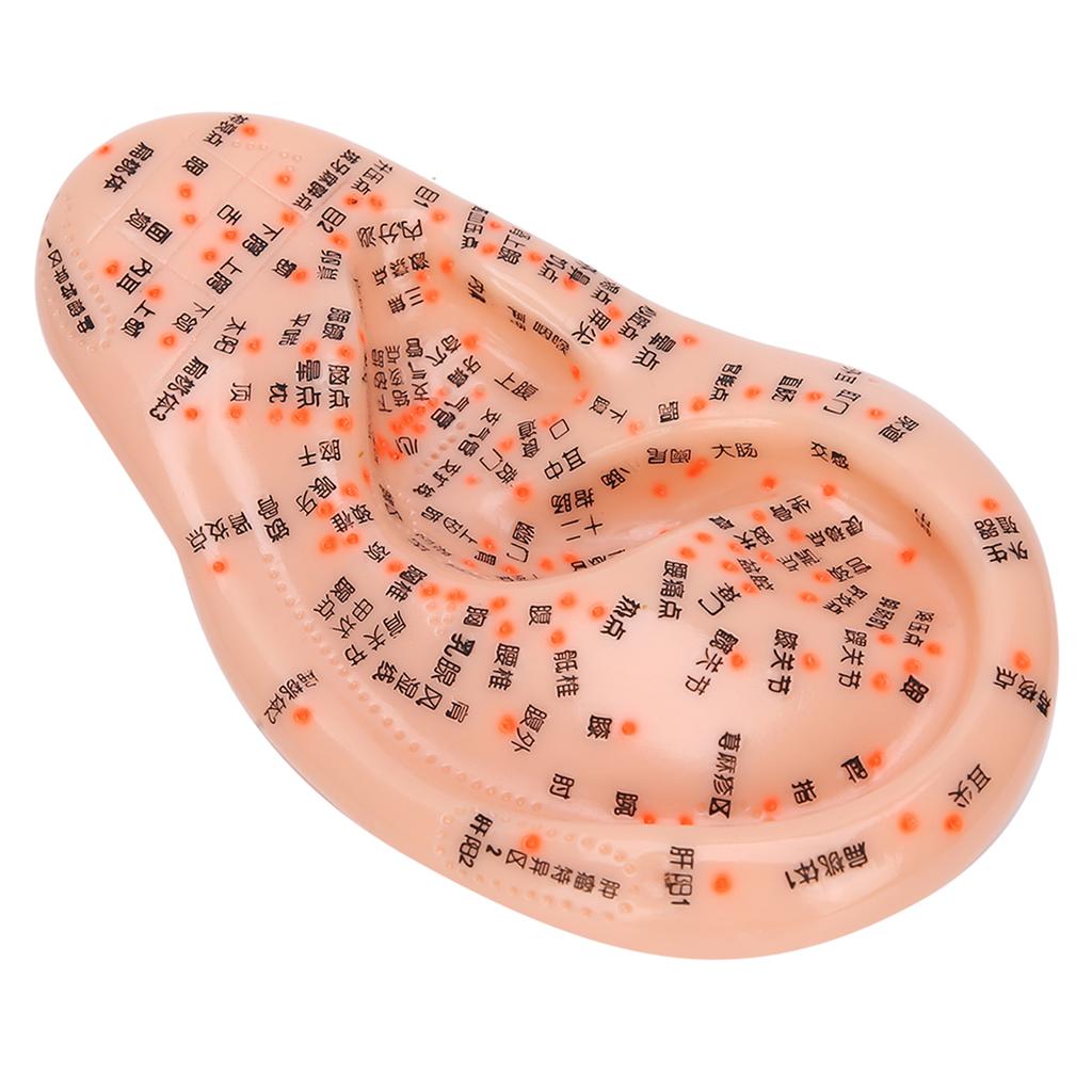 Модель акупунктуры человеческого уха с акупунктурными точками Модель массажа ушей для домашнего использования