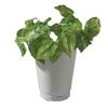 Ультразвуковой увлажнитель воздуха Green Aroma Mist Pothos GREEN AROMA MIST POTHOS, диффузор для искусственных растений, аромадиффузор, увлажнитель воздуха LITHON KSHU-01WP