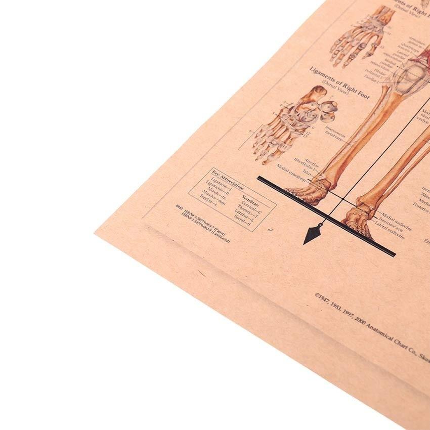 Плакат "Тело человека". Плотная крафт-бумага. Размер 30 * 42 см