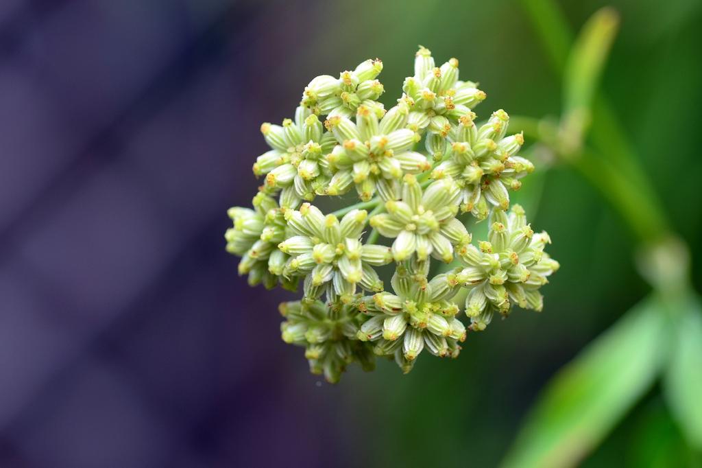 SAFLAX Garden in the Bag - Органический - Любисток - 100 семян - С субстратом в удобном стоячем пакете - Levisticum officinale