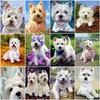 Алмазная картина собака полная квадратная круглая картина со стразами вышивка крестиком DIY мозаика Алмазный животный домашний декор