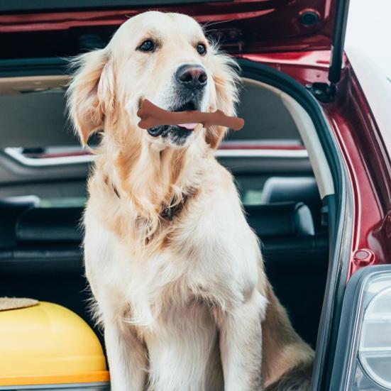 Жевательная игрушка для собак, устойчивая к укусам, в форме ветки, скрипучая игрушка для домашних животных, моющаяся многоразовая игрушка для чистки зубов, товары для домашних животных