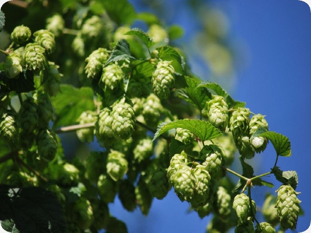 SAFLAX Garden in the Bag - Хмель обыкновенный - 50 семян - С субстратом в подходящем пакете - Humulus lupulus