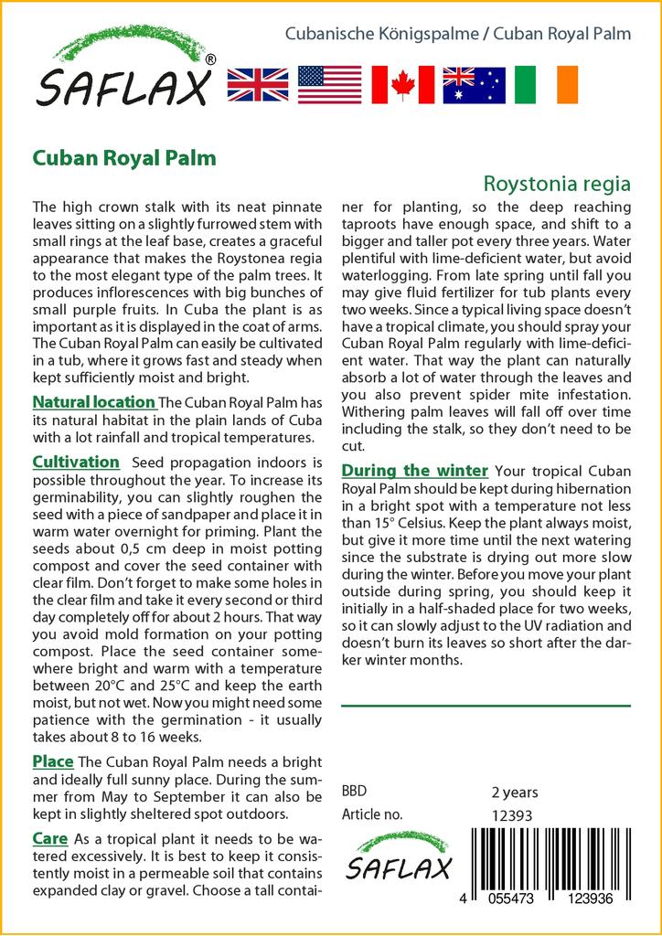 SAFLAX Cuban Royal Palm - 8 семян - С горшечным субстратом для лучшего выращивания - Roystonia regia