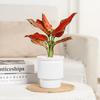 Removable Flowerpot Self Watering Mini Succulent Planter Light Luxury Tabletop Vase