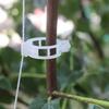 Clips for tomatoes, bean plants, shoots, 50 pieces