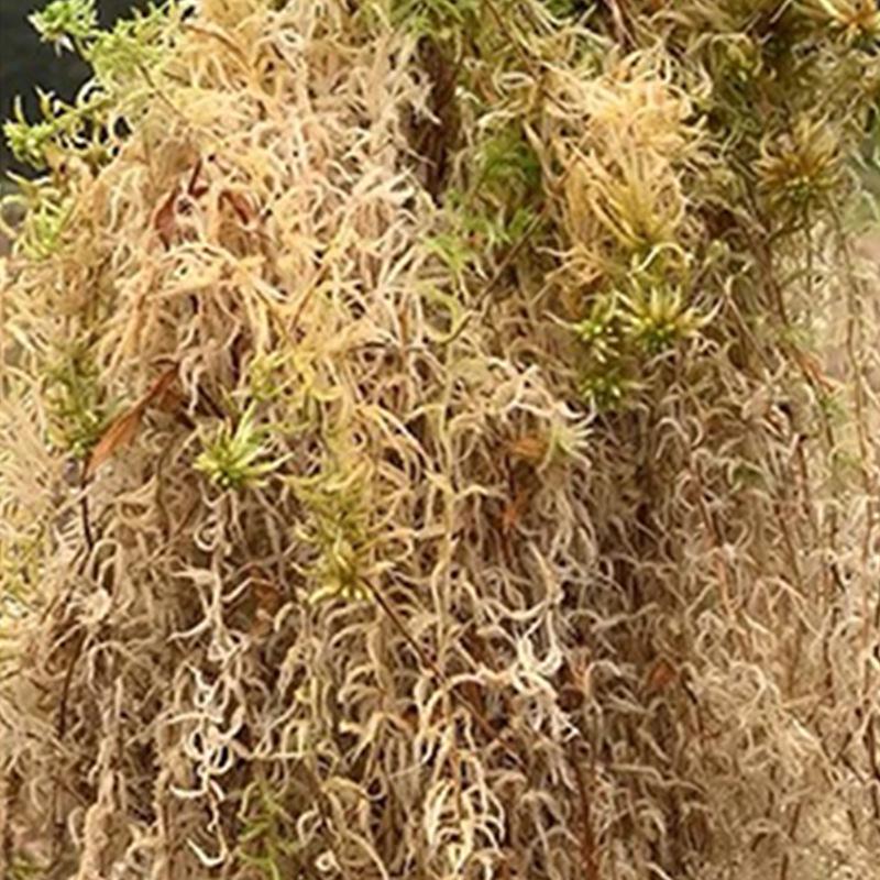 Special Nutrient Soil & Mat for Orchids, Water Moss, and Turtle Terrariums