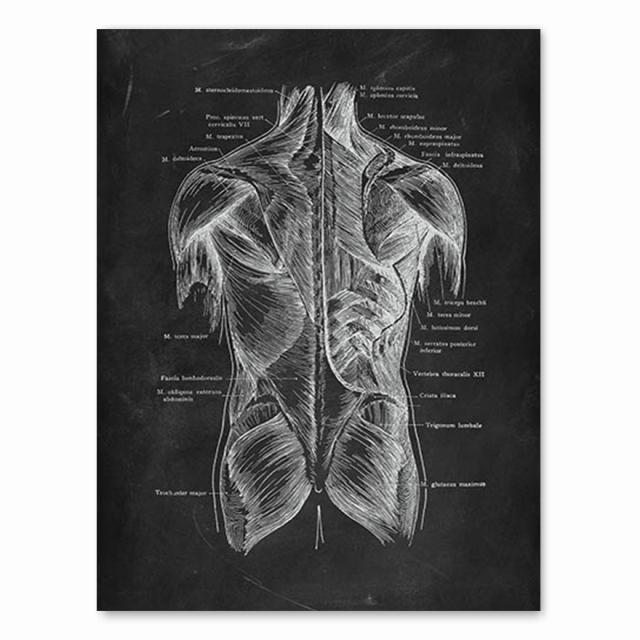 Анатомия человека, художественная работа, медицинская клиника, настенная картина, скелет, орган, мышечная система, винтажный холст с принтом, плакат для обучения телу, без рамки