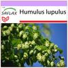 Хмель обыкновенный - 50 семян - Humulus lupulus