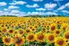 Epoch 1000 Piece Jigsaw Puzzle Japanese Landscape - Sunflower Village Hokkaido (50x75cm) with Glue, Spatula, Score Ticket