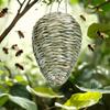 Moisture Resistant Artificial Hornet Nest Decoy for Wasp Deterrence Outdoor Hanging Hornet Nest for Gardens and Patios