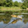 Double Propellers Frog Lure Rotating Tail Soft Frog Lure Artificial Bait  Freshwater Fishing