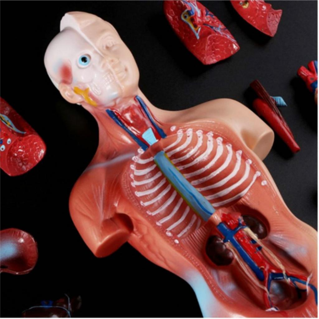 Анатомия человека, анатомическая модель туловища, органы человеческого тела, скелет, анатомические плакаты, игрушки для тела, медицинские принадлежности