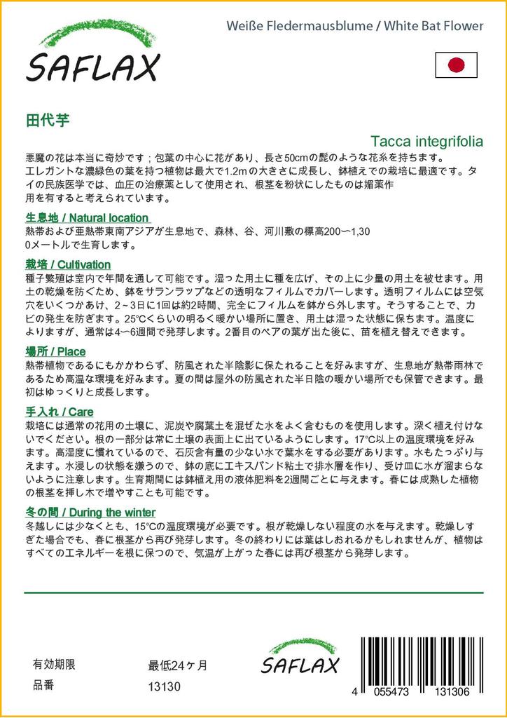 SAFLAX Белый цветок летучей мыши - Tacca integrifolia, 10 семян.