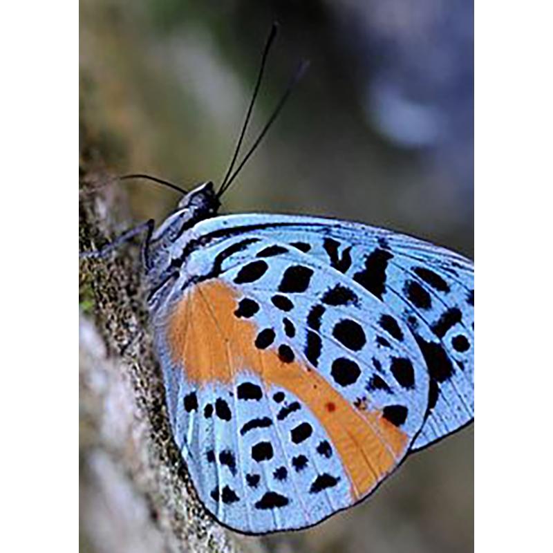 DIY Бабочка 5D алмазная живопись полная круглая дрель животное Алмазная вышивка наборы крестиков мозаика подарок настенное искусство домашний декор